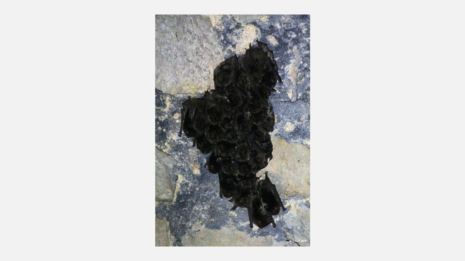 Barbastelle grappe Martin